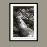 Boa by Emma Coombes at the Elm and the Raven. Limited edition Tasmanian Mythic photography print