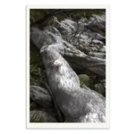 Boa by Emma Coombes at the Elm and the Raven. Limited edition Tasmanian Mythic photography print