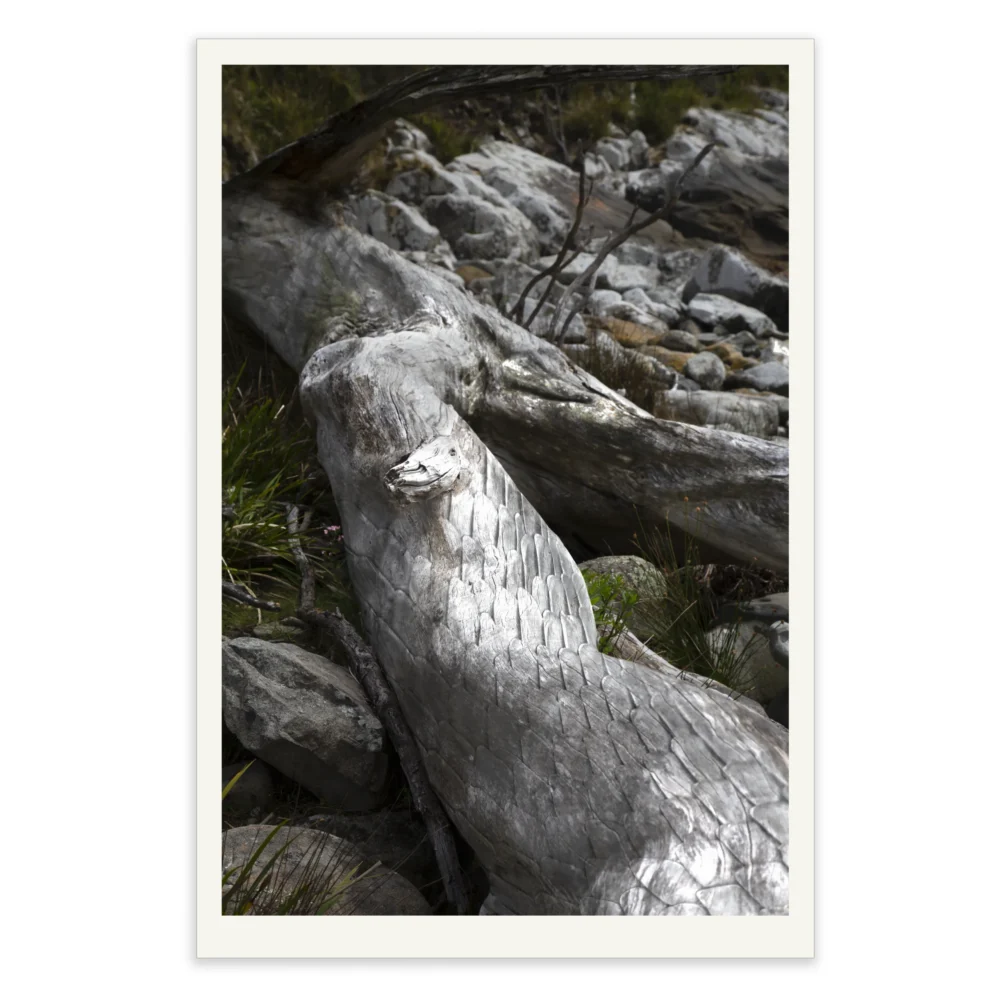 Boa by Emma Coombes at the Elm and the Raven. Limited edition Tasmanian Mythic photography print