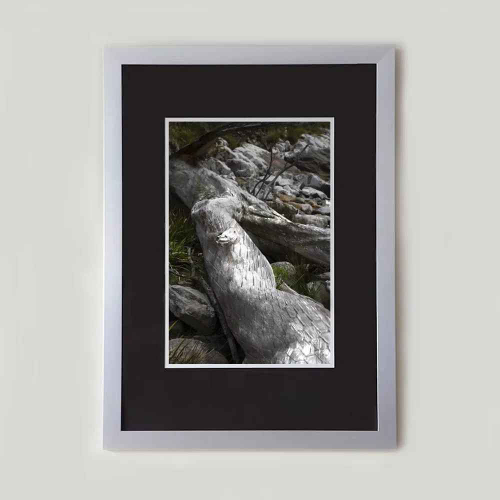 Boa by Emma Coombes at the Elm and the Raven. Limited edition Tasmanian Mythic photography print