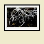 Bones by Emma Coombes at the Elm and the Raven. Limited edition Tasmanian Mythic photography print