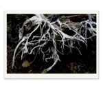 Bones by Emma Coombes at the Elm and the Raven. Limited edition Tasmanian Mythic photography print