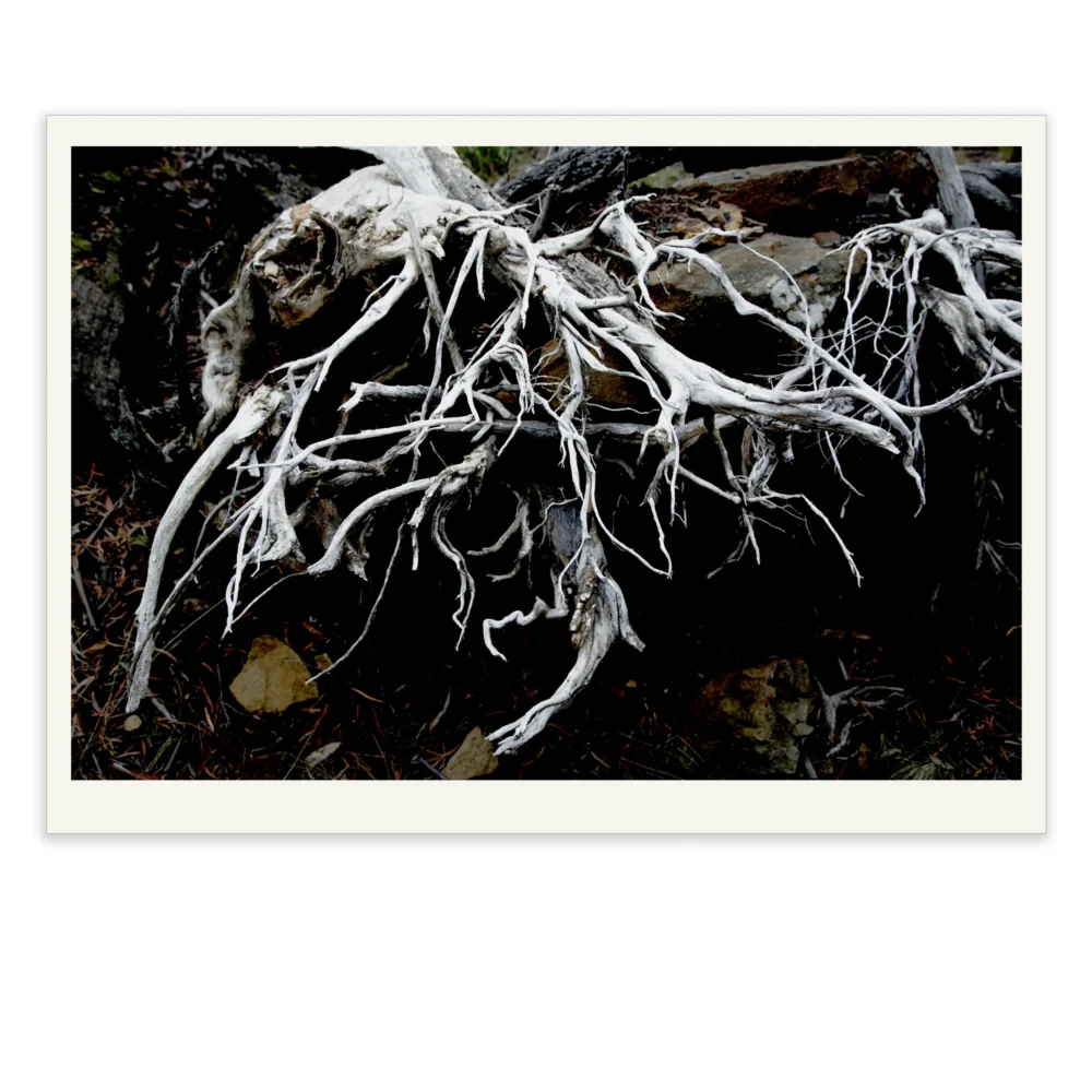 Bones by Emma Coombes at the Elm and the Raven. Limited edition Tasmanian Mythic photography print