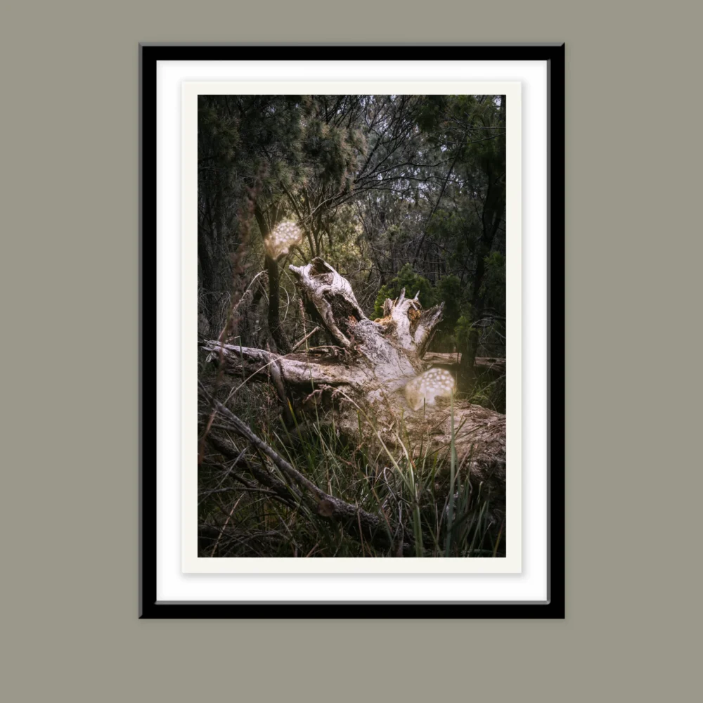 Cheshire Quolls by Emma Coombes at the Elm and the Raven. Limited edition Tasmanian Mythic photography print