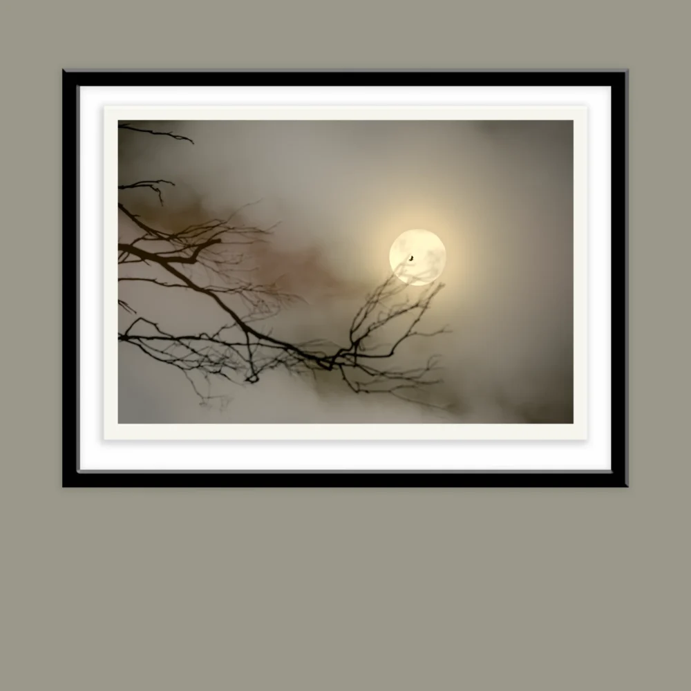 Eagle Moon by Emma Coombes at the Elm and the Raven. A wedged tail eagle flies before a blood moon lunar eclipse. Limited edition Tasmanian Mythic photography print.Eagle silhouette blood moon
