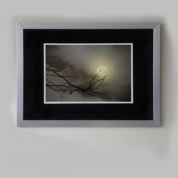 Eagle Moon by Emma Coombes at the Elm and the Raven. A wedged tail eagle flies before a blood moon lunar eclipse. Limited edition Tasmanian Mythic photography print.Eagle silhouette blood moon