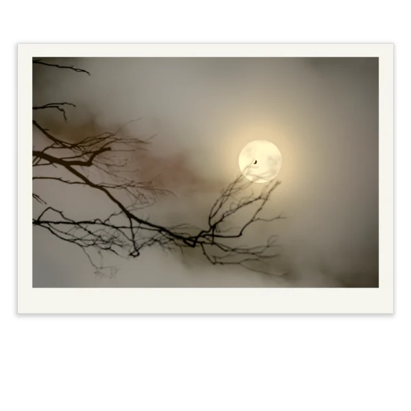 Eagle Moon by Emma Coombes at the Elm and the Raven. A wedged tail eagle flies before a blood moon lunar eclipse. Limited edition Tasmanian Mythic photography print. Eagle silhouette blood moon