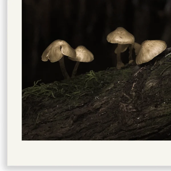 Fruit of the Forest by Emma Coombes detail with white print border. Golden mushroom forest photography Tasmania