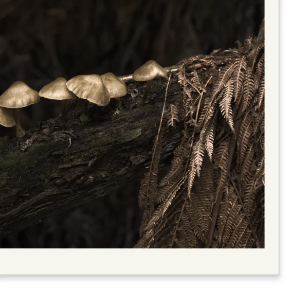 Fruit of the Forest by Emma Coombes with on white print border. Golden mushroom forest photography Tasmania