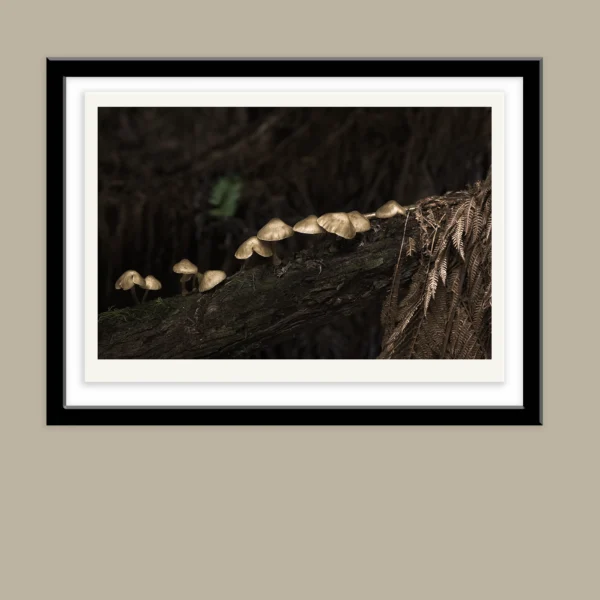 Fruit of the Forest by Emma Coombes at The Elm and the Raven in black frame.Golden mushroom forest photography Tasmania