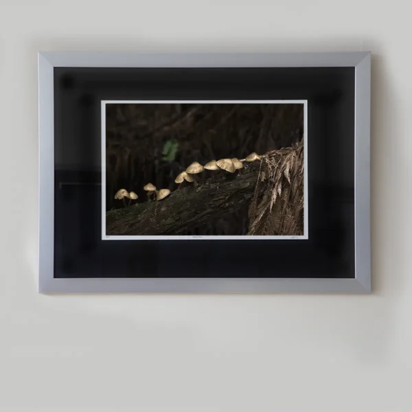 Fruit of the Forest by Emma Coombes with on white print border. Golden mushroom forest photography Tasmania