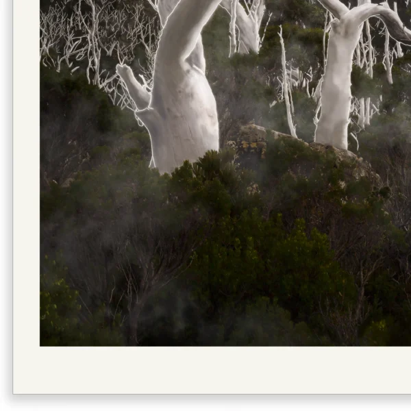 Ghosts by Emma Coombes at the Elm and the Raven. Limited edition Tasmanian Mythic photography print