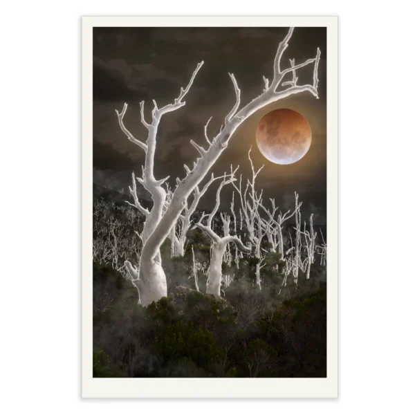 Ghosts by Emma Coombes at the Elm and the Raven. Limited edition Tasmanian Mythic photography print. A blood moon lunar eclipse rises above a landscape of ghost trees.