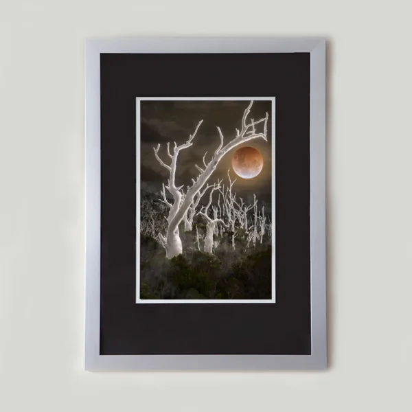 Ghosts by Emma Coombes at the Elm and the Raven. Limited edition Tasmanian Mythic photography print. A blood moon lunar eclipse rises above a landscape of ghost trees.