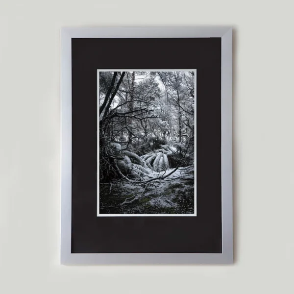 Silence by Emma Coombes at the Elm and the Raven. Limited edition Tasmanian Mythic photography print. An enchanted snowy portal.