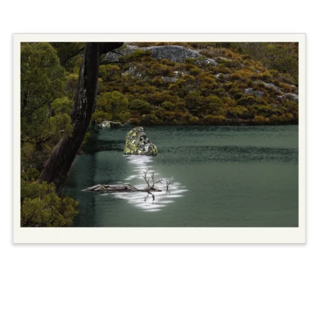 Stag by Emma Coombes at the Elm and the Raven. Limited edition Tasmanian Mythic photography print
