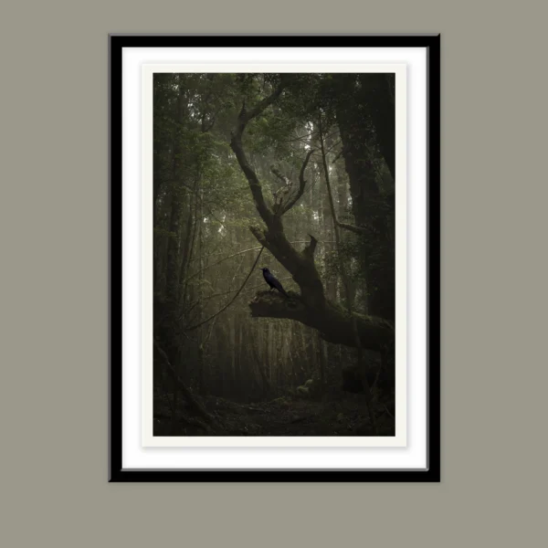The Herald by Emma Coombes at the Elm and the Raven. Limited edition Tasmanian Mythic photography print