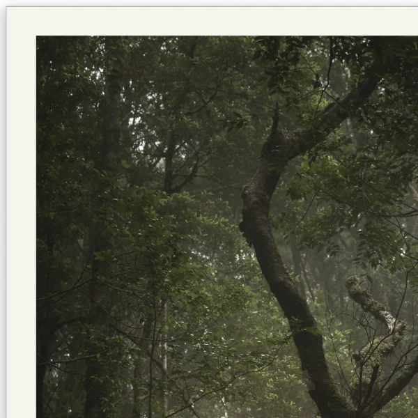 The Herald by Emma Coombes at the Elm and the Raven. Limited edition Tasmanian Mythic photography print