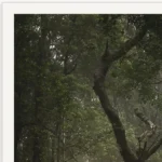 The Herald by Emma Coombes at the Elm and the Raven. Limited edition fine art Tasmanian Mythic photography print