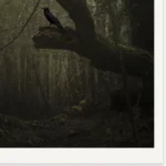 The Herald by Emma Coombes at the Elm and the Raven. Limited edition fine art Tasmanian Mythic photography print