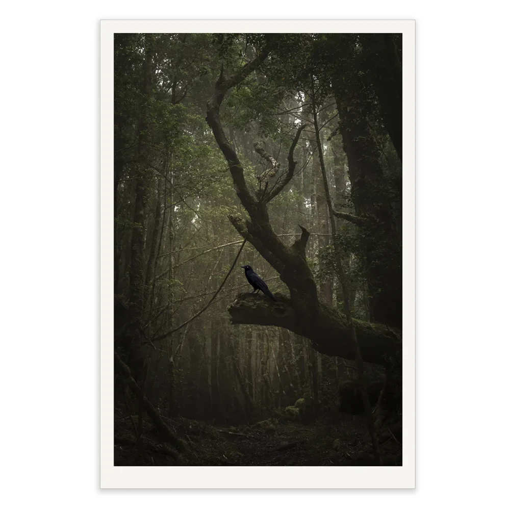 The Herald by Emma Coombes at the Elm and the Raven. Limited edition fine art Tasmanian Mythic photography print