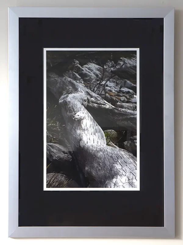 Image of framed limited edition print, Boa