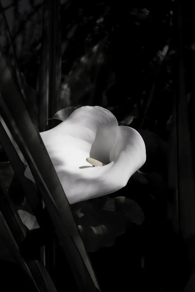 Image of Limited edition print, Death Lily