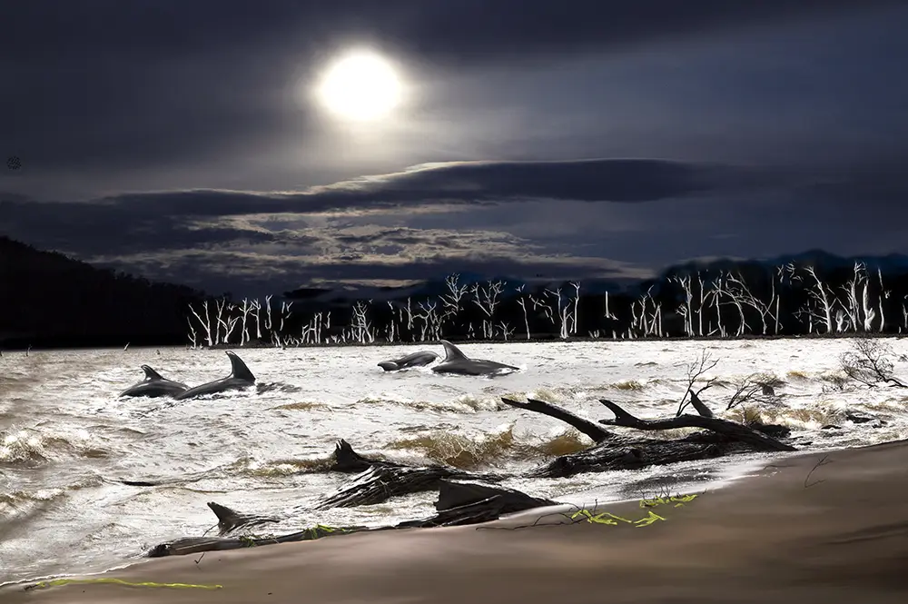 Dolphin Sands by Emma Coombes at the Elm and the Raven. Limited edition Tasmanian Mythic photography print