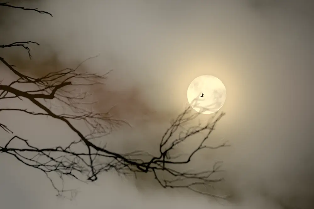 Eagle Moon by Emma Coombes at the Elm and the Raven. Limited Edition photography print