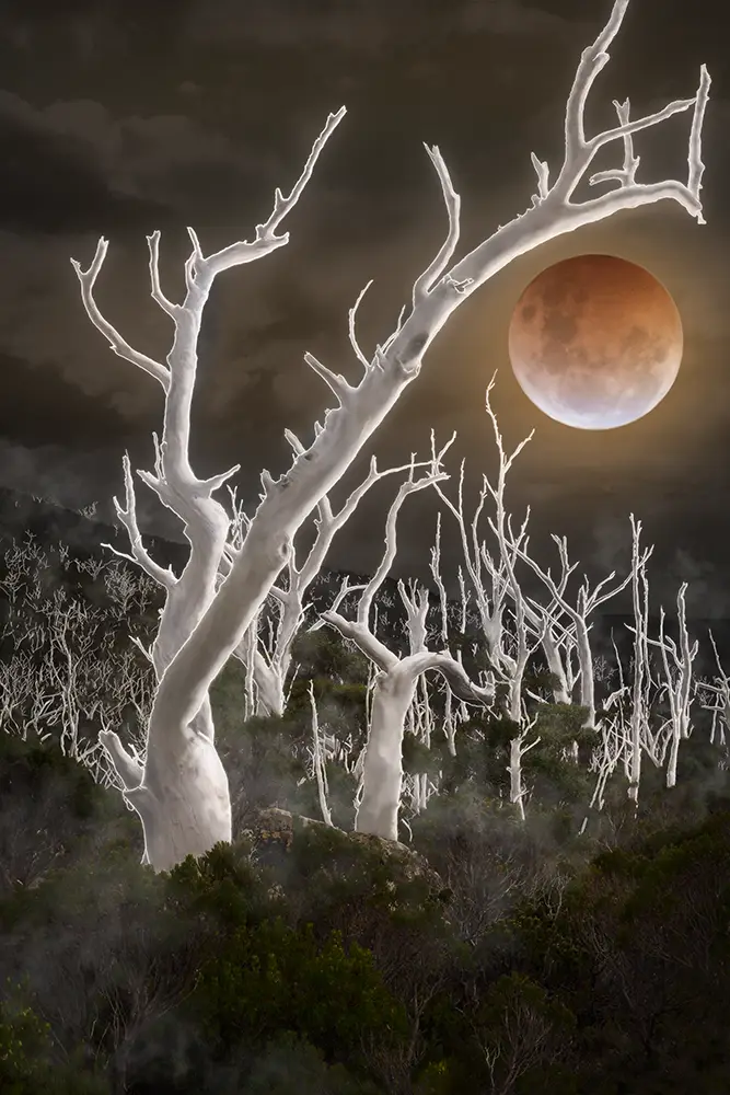 Ghosts by Emma Coombes at the Elm and the Raven. Limited edition Tasmanian Mythic photography print. A blood moon lunar eclipse rises above a landscape of ghost trees.