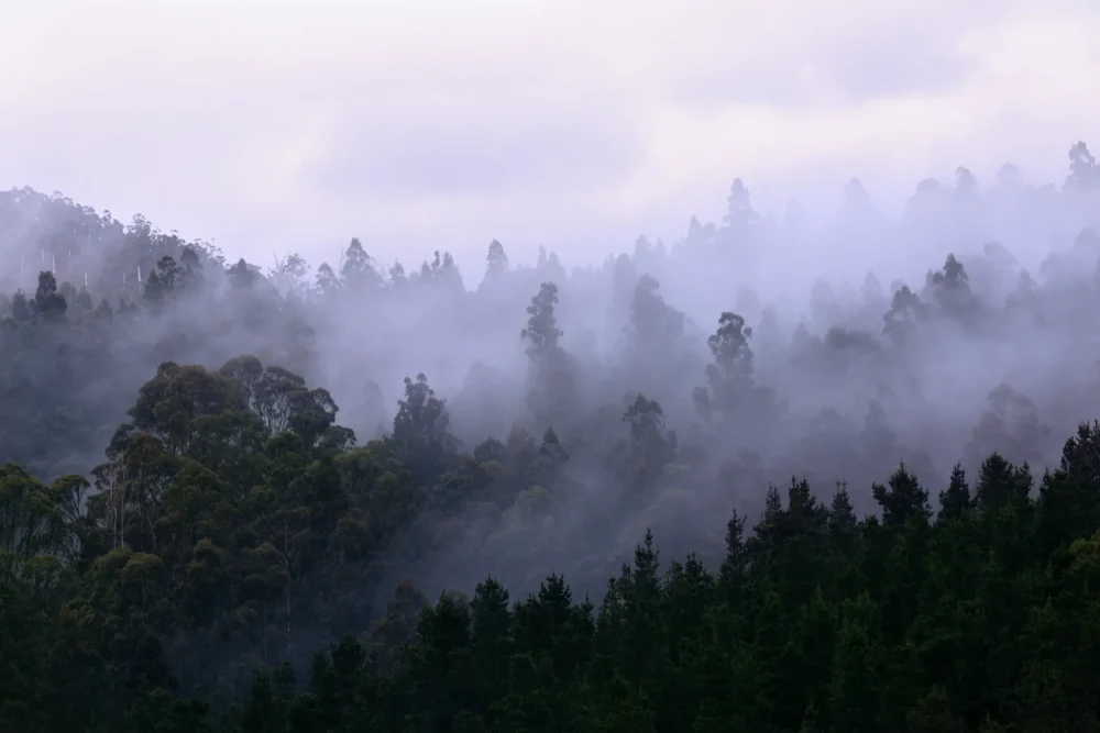 Rising Fog by Emma Coombes at the Elm and the Raven. Limited edition Tasmanian Mythic photography print