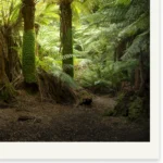 The Guardians by Emma Coombes at the Elm and the Raven. Limited edition Tasmanian Nature photography print