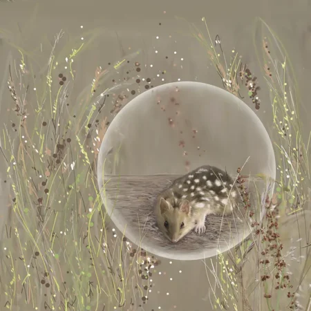 Quoll in Summer Grass by Emma Coombes at the Elm and the Raven. Limited edition An Australian Native digital art print