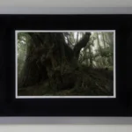 An Ancient Reign by Emma Coombes at the Elm and the Raven. Limited edition Tasmanian Mythic photography print