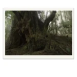 An Ancient Reign by Emma Coombes at the Elm and the Raven. Limited edition Tasmanian Mythic photography print