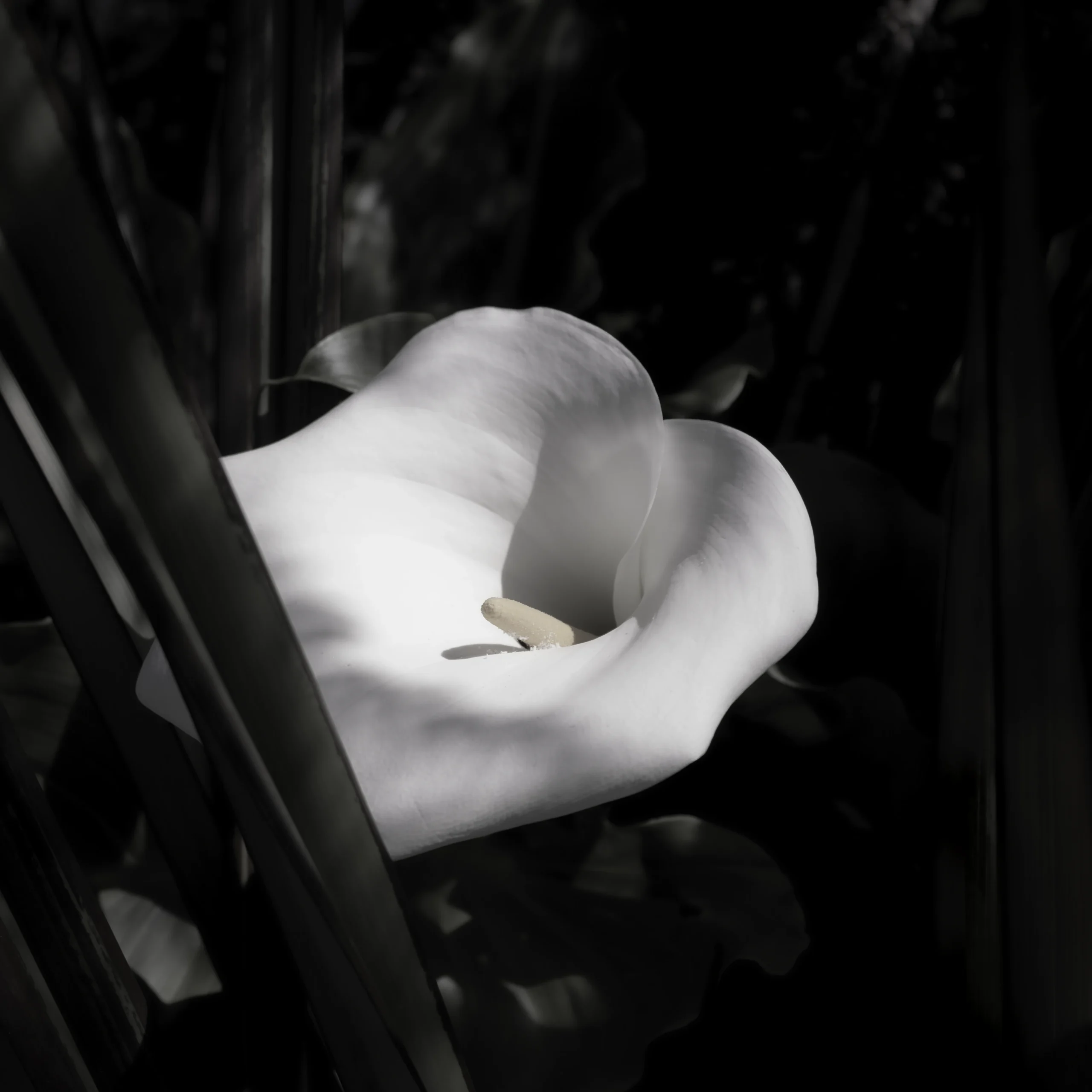 Death Lily by Emma Coombes at the Elm and the Raven. Limited edition Tasmanian Nature photography print