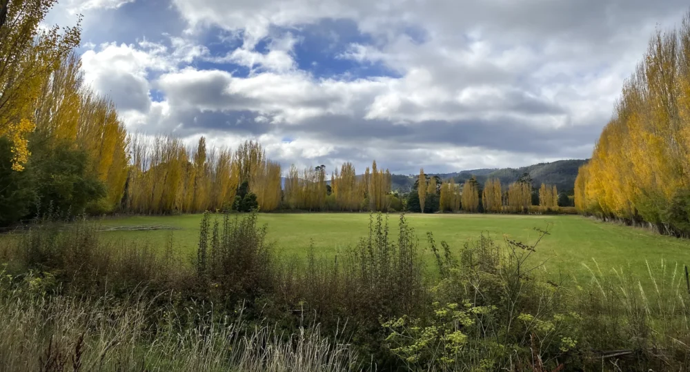 Autumn Fields original photography by Emma Coombes at the Elm and the Raven. Golden poplar trees frame a field in Tasmania's Huon Valley
