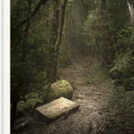 Dare - Tasmanian Nature Premium Limited Edition Photography print by Emma Coombes at the Elm and the Raven.