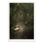Dare - Tasmanian Nature Premium Limited Edition Photography print by Emma Coombes at the Elm and the Raven.