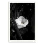 Death Lily Premium Limited Edition Photography print by Emma Coombes at the Elm and the Raven.