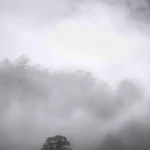 The Stand_Trees stand covered by Fog in Tasmania's Huon Valley. Photography by Emma Coombes at the Elm and the Raven