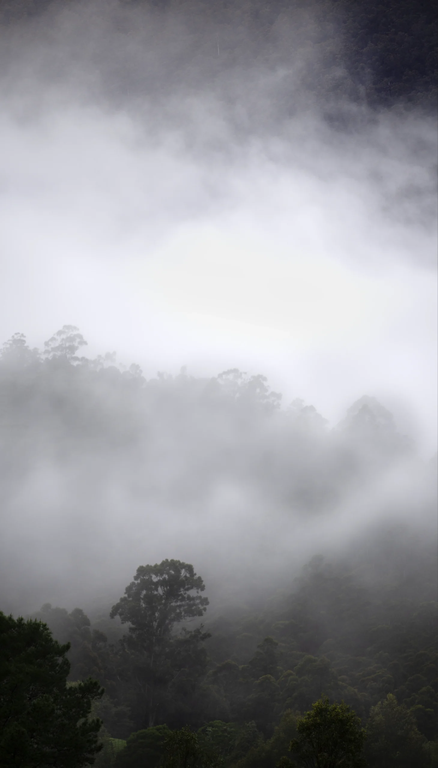 The Stand_Trees stand covered by Fog in Tasmania's Huon Valley. Photography by Emma Coombes at the Elm and the Raven