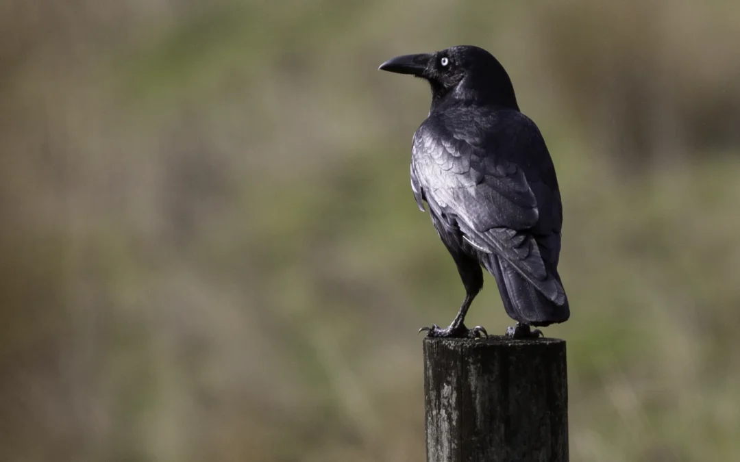 Protected: The Naming of the Elm & the Raven