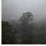 The Stand_Trees stand covered by Fog in Tasmania's Huon Valley. Photography by Emma Coombes at the Elm and the Raven