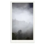 The Stand_Trees stand covered by Fog in Tasmania's Huon Valley. Photography by Emma Coombes at the Elm and the Raven