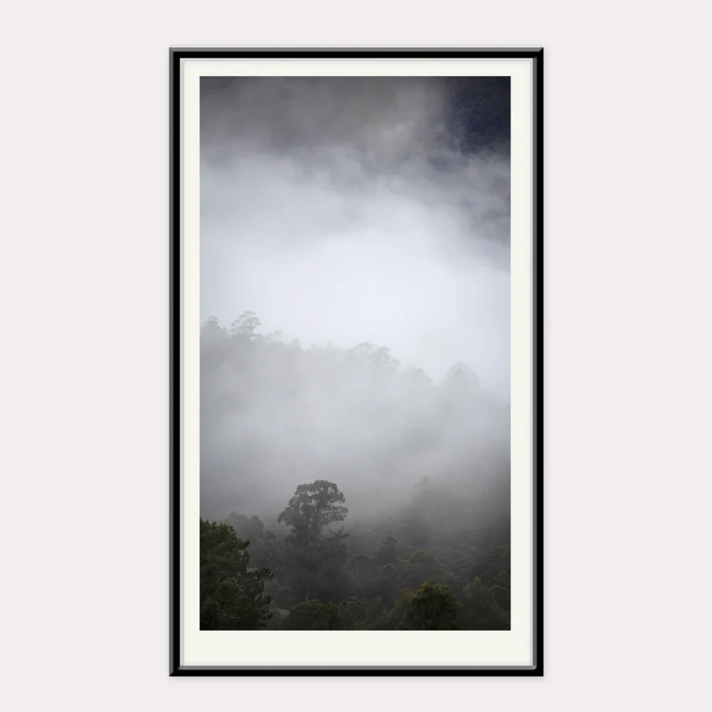 The Stand_Trees stand covered by Fog in Tasmania's Huon Valley. Photography by Emma Coombes at the Elm and the Raven