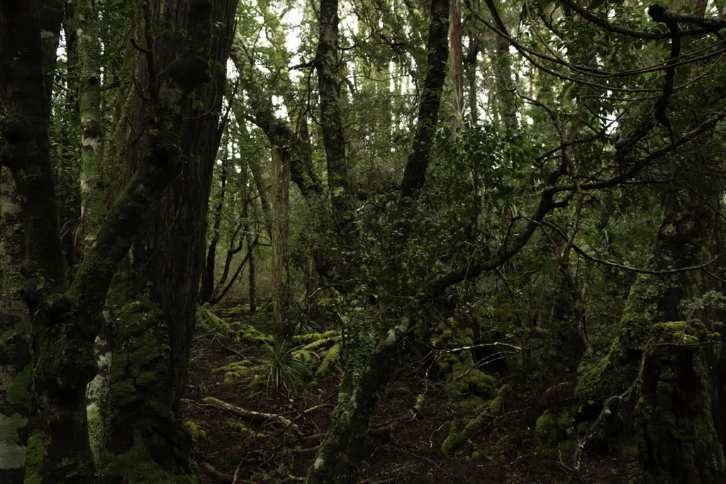 The Ballroom Forest at Cradle Mountain in Tasmania's north west. Photography by Emma Coombes at the Elm & the Raven