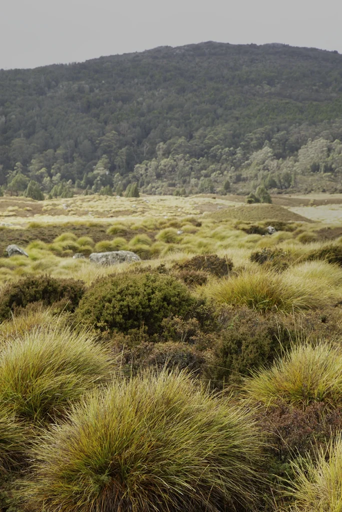 Button Grass at Cradle Mountain in Tasmania's north west. Photography by Emma Coombes at the Elm & the Raven