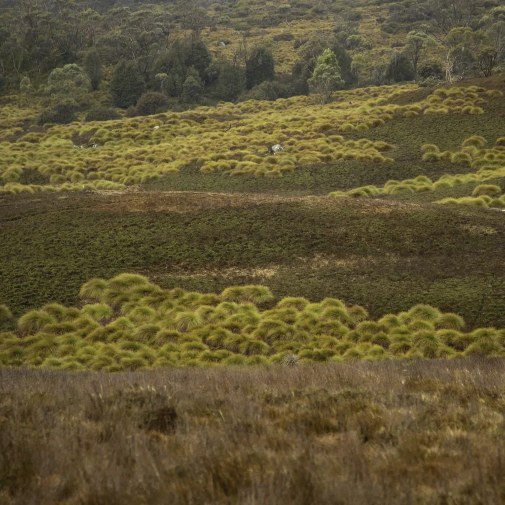 Button Grass at Cradle Mountain in Tasmania's north west. Photography by Emma Coombes at the Elm & the Raven