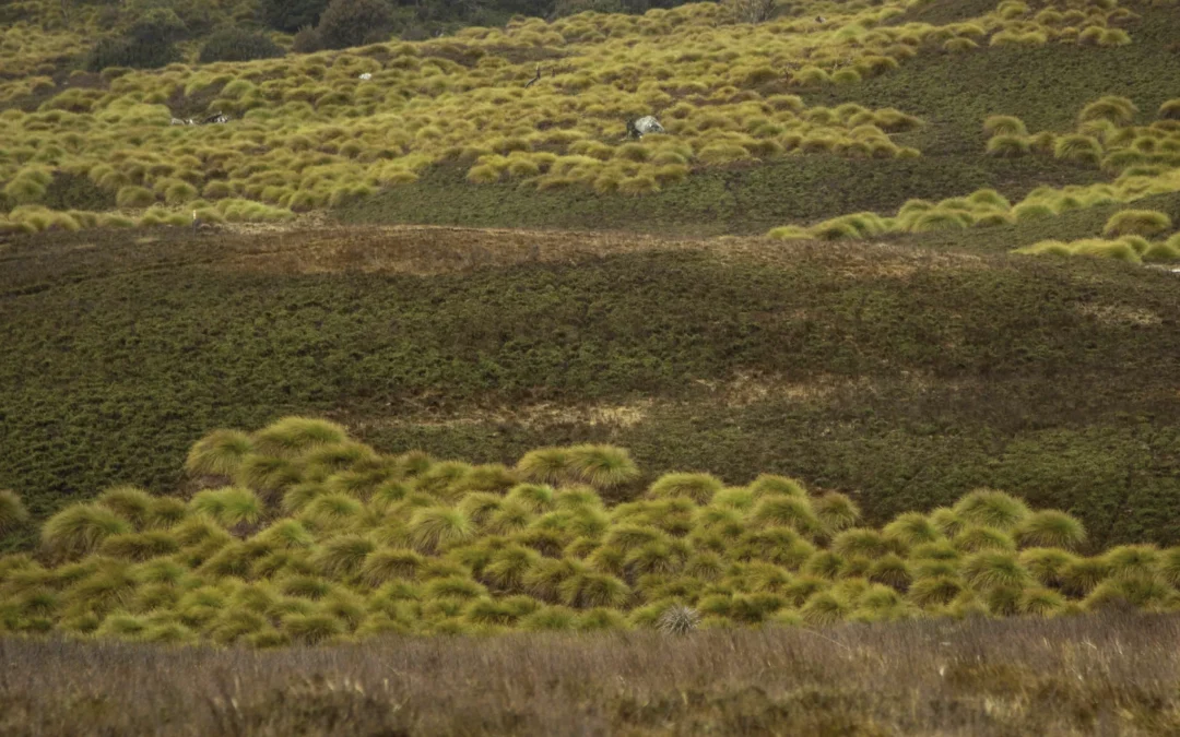 Cradle Mountain: A Tasmanian North West Wilderness Adventure